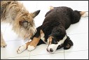 bouvier bernois grand chien chiot à vendre à adopter bébé chien lof
